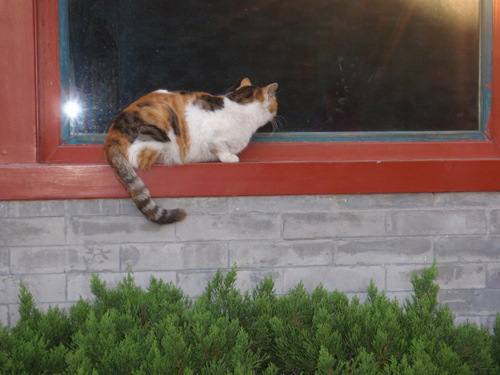 Mao (Cat).